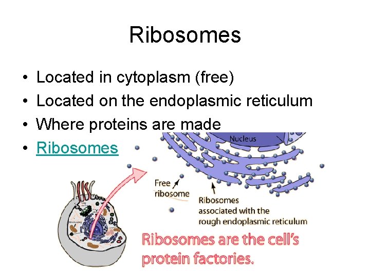 Ribosomes • • Located in cytoplasm (free) Located on the endoplasmic reticulum Where proteins Ribosomes • • Located in cytoplasm (free) Located on the endoplasmic reticulum Where proteins