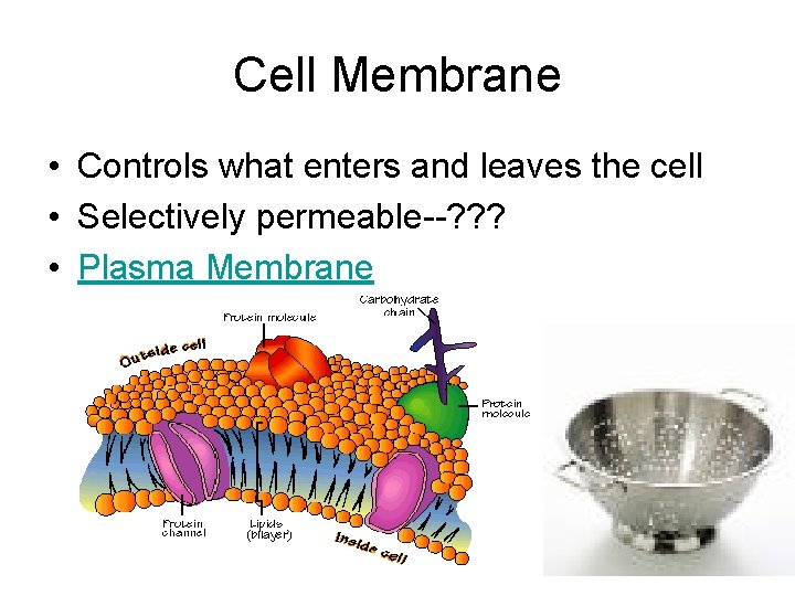 Cell Membrane • Controls what enters and leaves the cell • Selectively permeable--? ? Cell Membrane • Controls what enters and leaves the cell • Selectively permeable--? ?