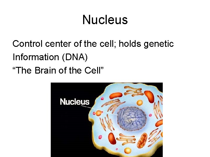 Nucleus Control center of the cell; holds genetic Information (DNA) “The Brain of the Nucleus Control center of the cell; holds genetic Information (DNA) “The Brain of the
