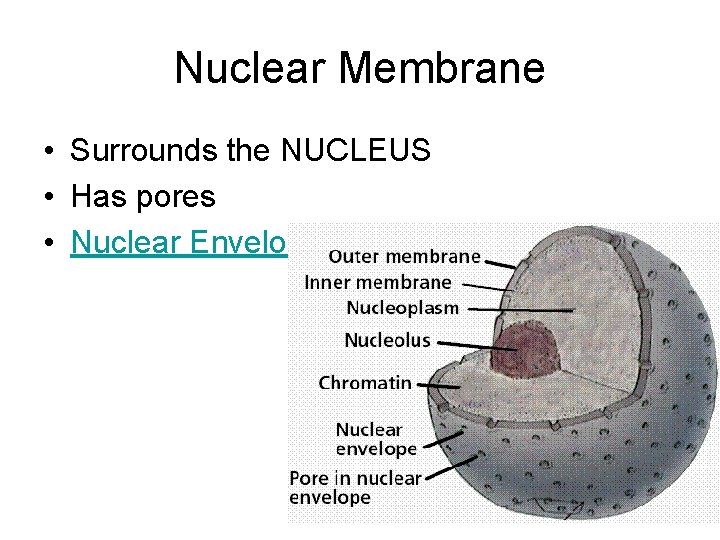 Nuclear Membrane • Surrounds the NUCLEUS • Has pores • Nuclear Envelope Nuclear Membrane • Surrounds the NUCLEUS • Has pores • Nuclear Envelope