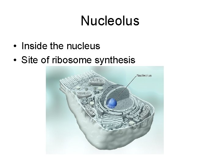 Nucleolus • Inside the nucleus • Site of ribosome synthesis Nucleolus • Inside the nucleus • Site of ribosome synthesis