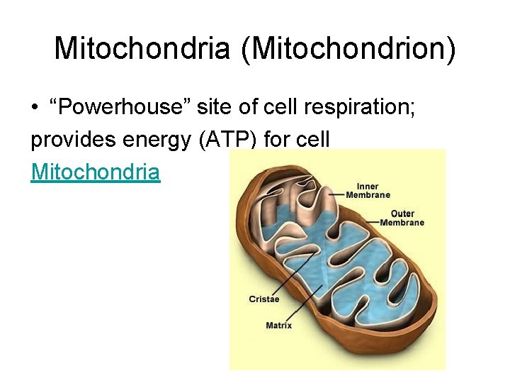Mitochondria (Mitochondrion) • “Powerhouse” site of cell respiration; provides energy (ATP) for cell Mitochondria Mitochondria (Mitochondrion) • “Powerhouse” site of cell respiration; provides energy (ATP) for cell Mitochondria