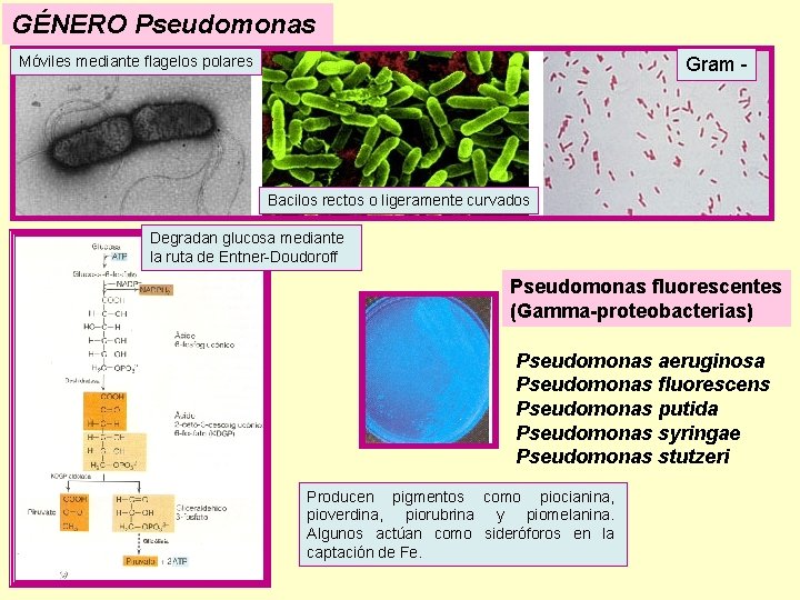 GÉNERO Pseudomonas Móviles mediante flagelos polares Gram - Bacilos rectos o ligeramente curvados Degradan