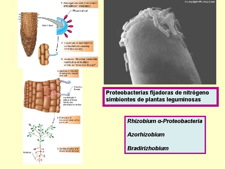 Proteobacterias fijadoras de nitrógeno simbiontes de plantas leguminosas Rhizobium α-Proteobacteria Azorhizobium Bradirizhobium 