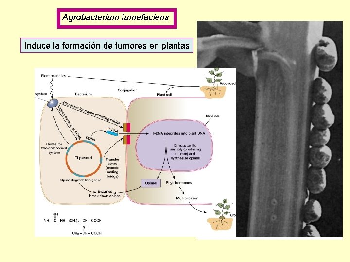Agrobacterium tumefaciens Induce la formación de tumores en plantas 