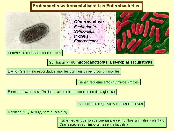 Proteobacterias fermentativas: Las Enterobacterias Géneros clave Escherichia Salmonella Proteus Enterobacter Pertenecen a las γ-Proteobacterias