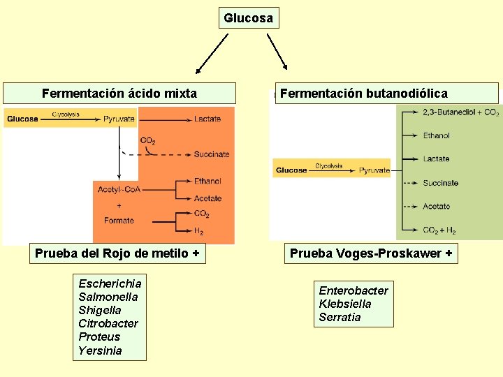 Glucosa Fermentación ácido mixta Prueba del Rojo de metilo + Escherichia Salmonella Shigella Citrobacter