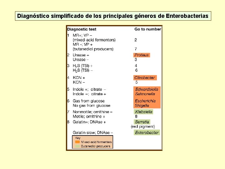 Diagnóstico simplificado de los principales géneros de Enterobacterias 