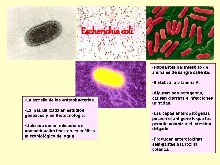 Escherichia coli • Habitantes del intestino de animales de sangre caliente. • Sintetiza la