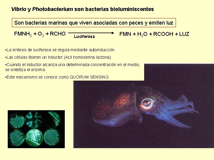 Vibrio y Photobacterium son bacterias bioluminiscentes Son bacterias marinas que viven asociadas con peces