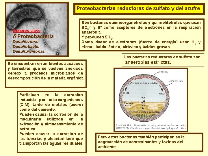 Proteobacterias reductoras de sulfato y del azufre Géneros clave δ Proteobacteria Desulfovibrio Desulfobacter Desulfuromonas