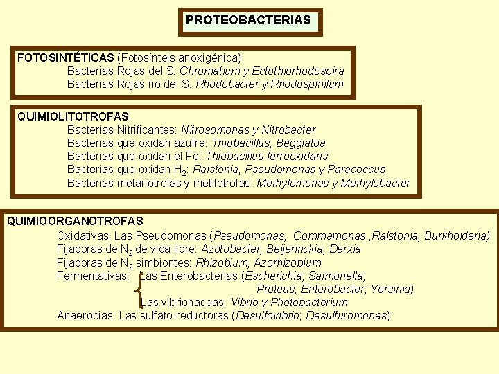 PROTEOBACTERIAS FOTOSINTÉTICAS (Fotosínteis anoxigénica) Bacterias Rojas del S: Chromatium y Ectothiorhodospira Bacterias Rojas no