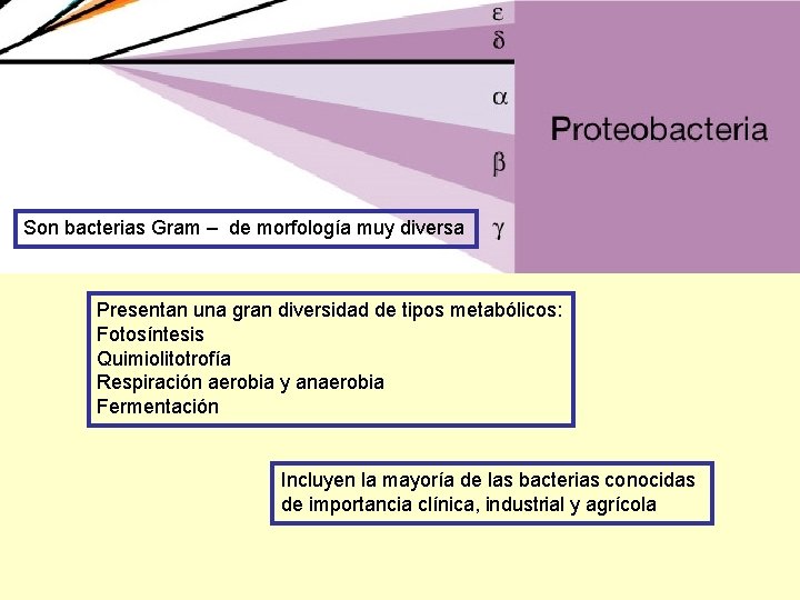 Son bacterias Gram – de morfología muy diversa Presentan una gran diversidad de tipos
