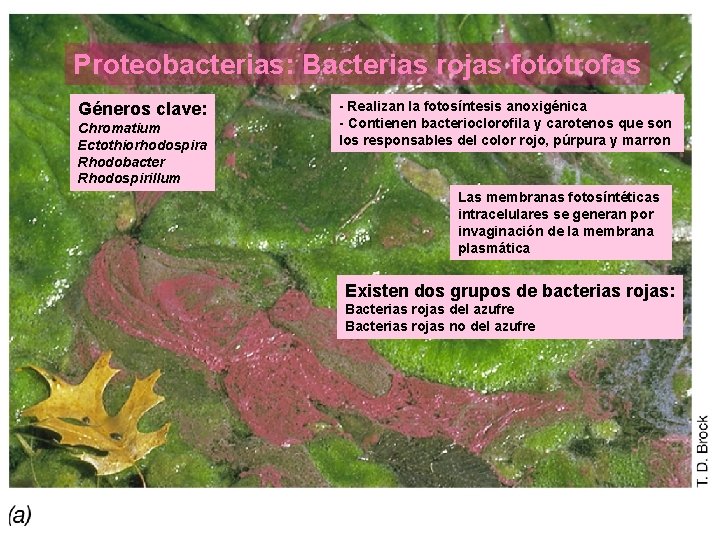 Proteobacterias: Bacterias rojas fototrofas Géneros clave: Chromatium Ectothiorhodospira Rhodobacter Rhodospirillum - Realizan la fotosíntesis
