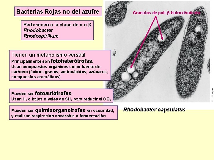 Bacterias Rojas no del azufre Granulos de poli-β-hidroxibutirato Pertenecen a la clase de α