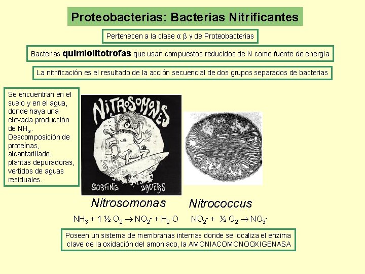 Proteobacterias: Bacterias Nitrificantes Pertenecen a la clase α β γ de Proteobacterias Bacterias quimiolitotrofas