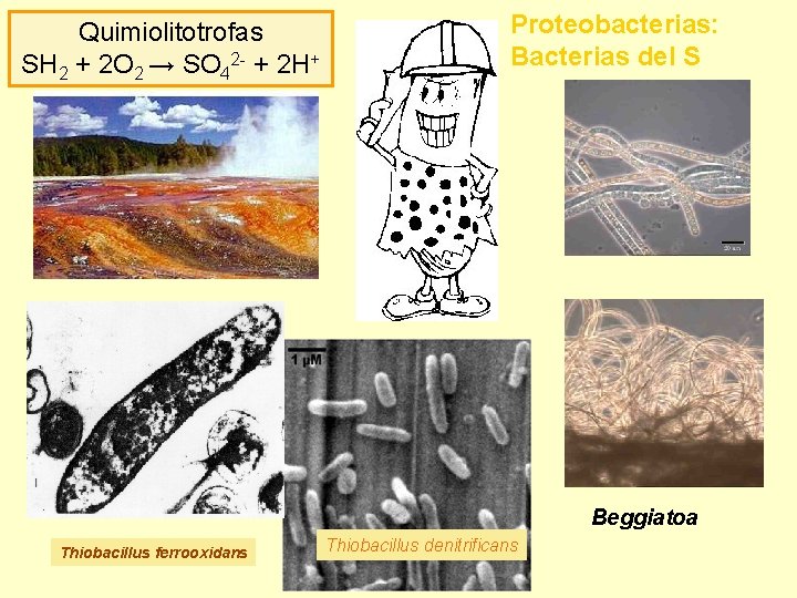 Quimiolitotrofas SH 2 + 2 O 2 → SO 42 - + 2 H+