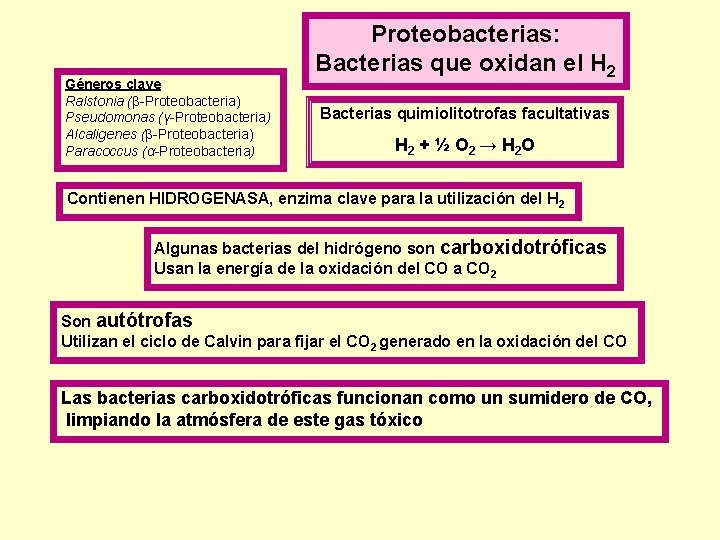 Géneros clave Ralstonia (β-Proteobacteria) Pseudomonas (γ-Proteobacteria) Alcaligenes (β-Proteobacteria) Paracoccus (α-Proteobacteria) Proteobacterias: Bacterias que oxidan