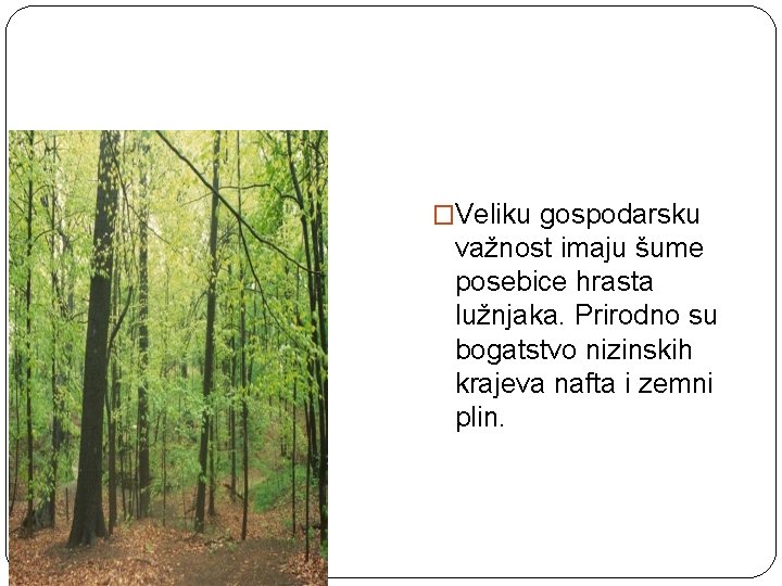 �Veliku gospodarsku važnost imaju šume posebice hrasta lužnjaka. Prirodno su bogatstvo nizinskih krajeva nafta