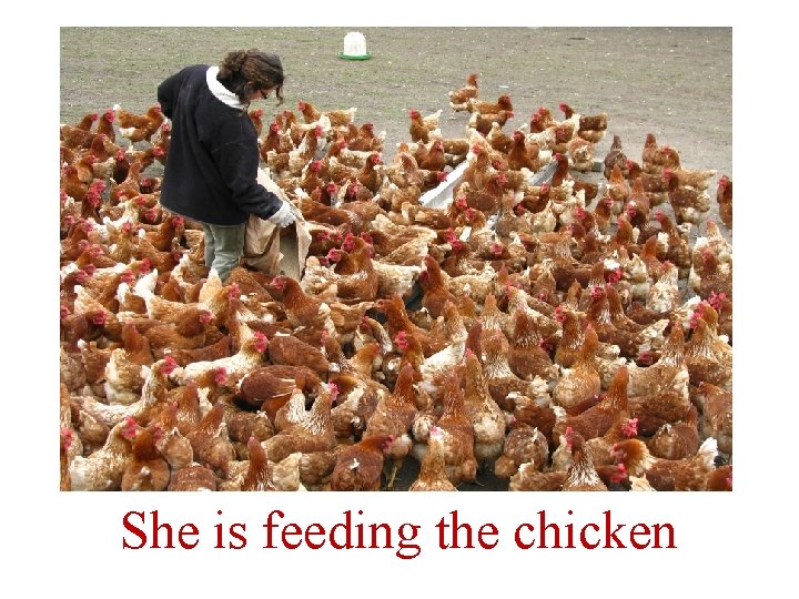 She is feeding the chicken 