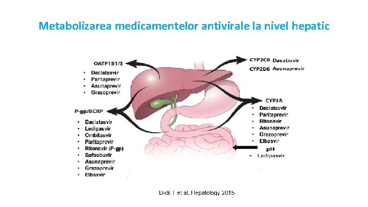 Metabolizarea medicamentelor antivirale la nivel hepatic 