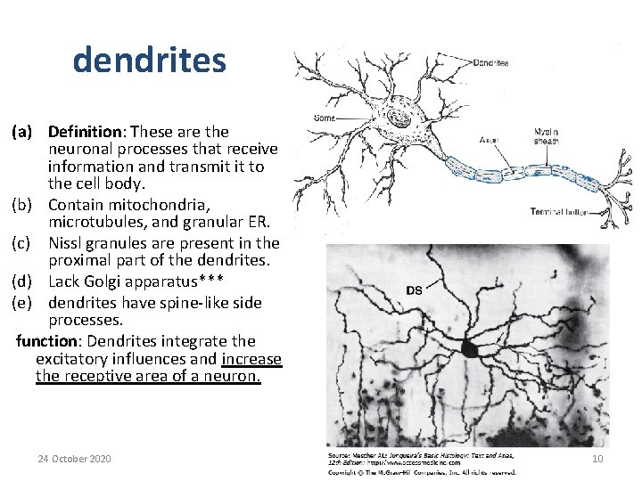 dendrites (a) Definition: These are the neuronal processes that receive information and transmit it