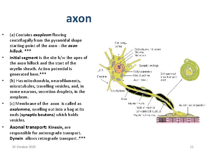 axon • • • (a) Contains axoplasm flowing centrifugally from the pyramidal shape starting-point