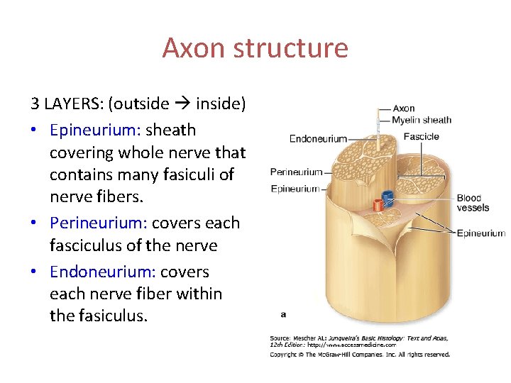 Axon structure 3 LAYERS: (outside inside) • Epineurium: sheath covering whole nerve that contains