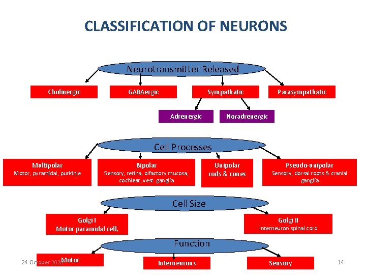 CLASSIFICATION OF NEURONS Neurotransmitter Released Cholinergic GABAergic Sympathatic Adrenergic Parasympathatic Noradrenergic Cell Processes Multipolar