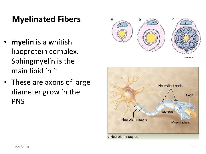 Myelinated Fibers • myelin is a whitish lipoprotein complex. Sphingmyelin is the main lipid