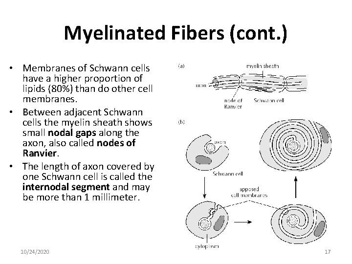 Myelinated Fibers (cont. ) • Membranes of Schwann cells have a higher proportion of