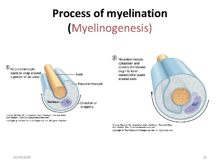 Process of myelination (Myelinogenesis) 10/24/2020 18 