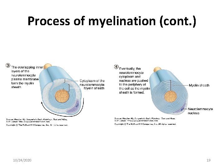 Process of myelination (cont. ) 10/24/2020 19 