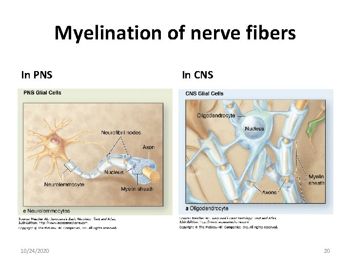 Myelination of nerve fibers In PNS 10/24/2020 In CNS 20 