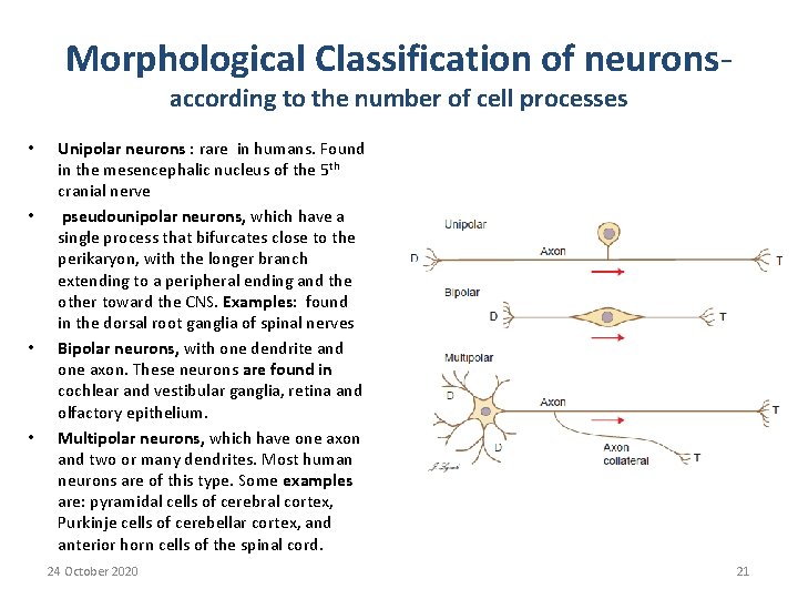 Morphological Classification of neuronsaccording to the number of cell processes • • Unipolar neurons