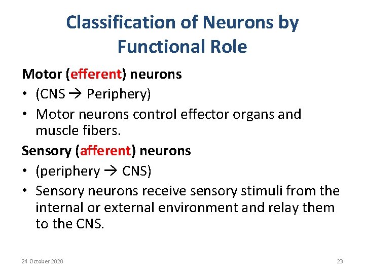 Classification of Neurons by Functional Role Motor (efferent) neurons • (CNS Periphery) • Motor