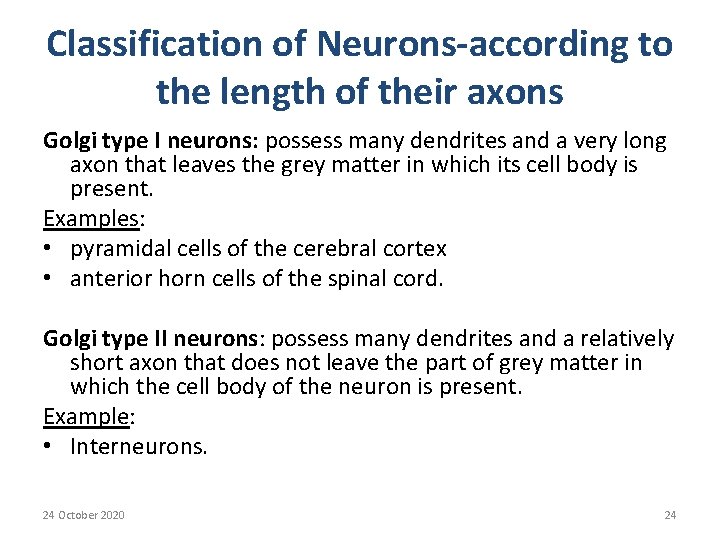 Classification of Neurons-according to the length of their axons Golgi type I neurons: possess
