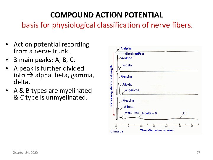 COMPOUND ACTION POTENTIAL basis for physiological classification of nerve fibers. • Action potential recording
