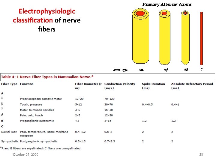 Electrophysiologic classification of nerve fibers October 24, 2020 28 