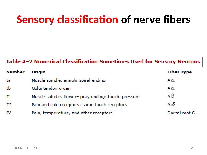 Sensory classification of nerve fibers October 24, 2020 29 
