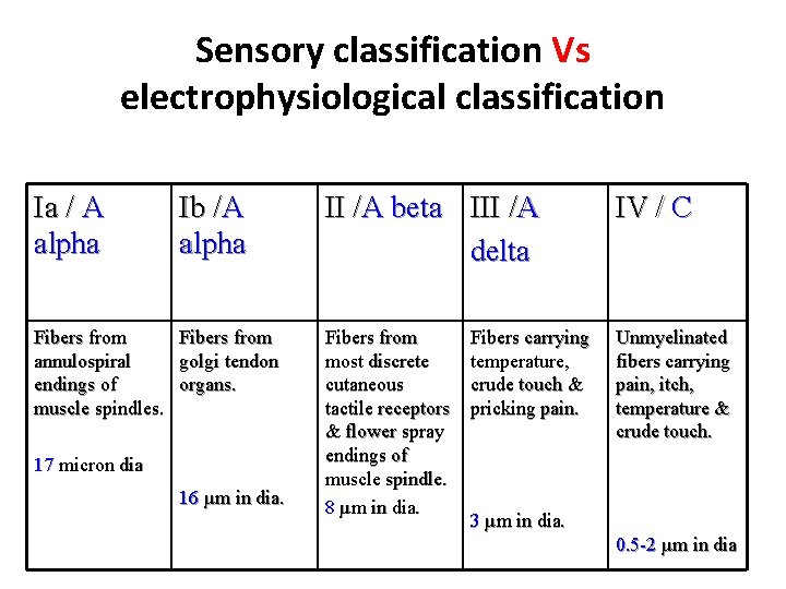 Sensory classification Vs electrophysiological classification Ia / A alpha Ib /A alpha Fibers from