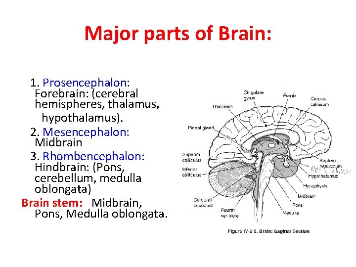 Major parts of Brain: 1. Prosencephalon: Forebrain: (cerebral hemispheres, thalamus, hypothalamus). 2. Mesencephalon: Midbrain