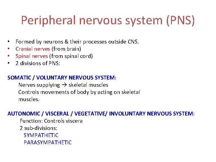 Peripheral nervous system (PNS) • • Formed by neurons & their processes outside CNS.