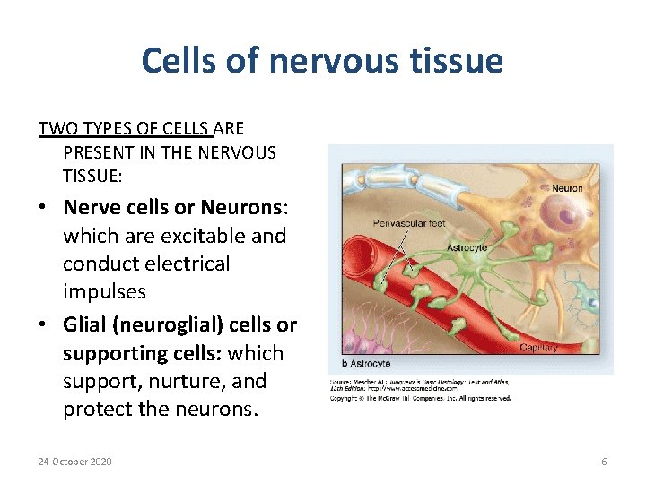 Cells of nervous tissue TWO TYPES OF CELLS ARE PRESENT IN THE NERVOUS TISSUE: