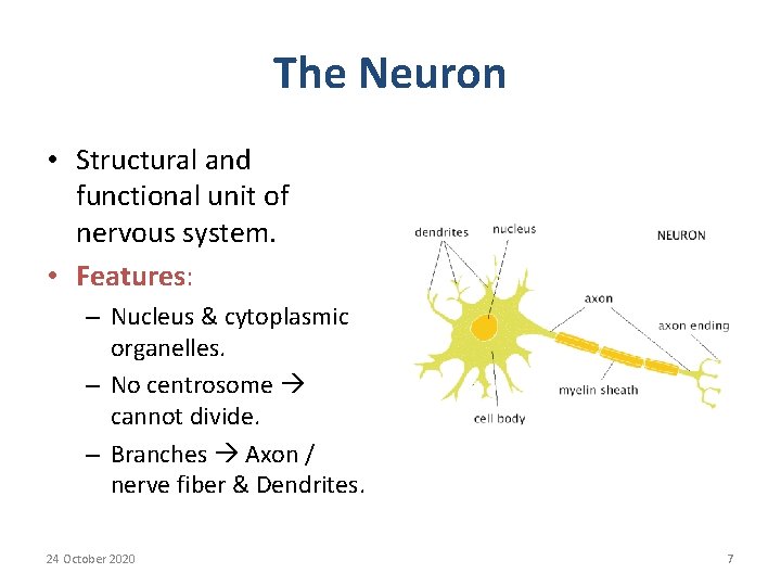 The Neuron • Structural and functional unit of nervous system. • Features: – Nucleus