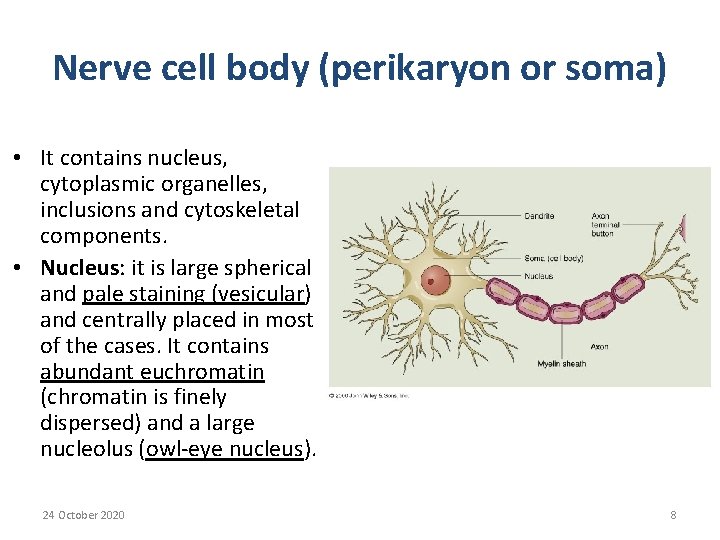 Nerve cell body (perikaryon or soma) • It contains nucleus, cytoplasmic organelles, inclusions and