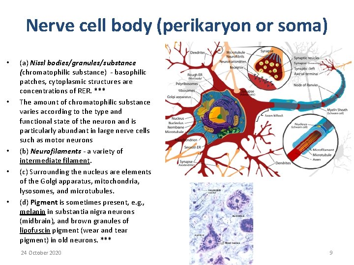 Nerve cell body (perikaryon or soma) • • • (a) Nissl bodies/granules/substance (chromatophilic substance)