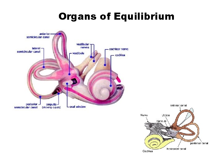 Organs of Equilibrium 