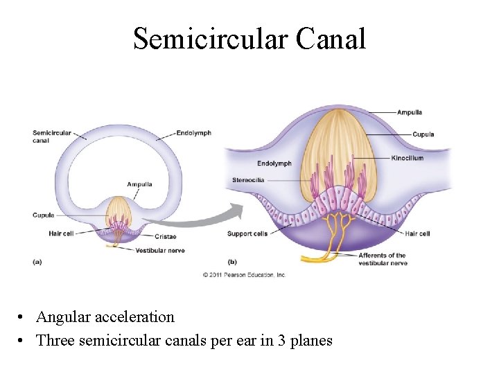 Semicircular Canal • Angular acceleration • Three semicircular canals per ear in 3 planes