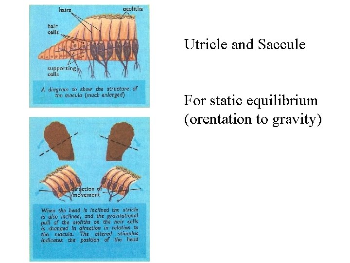 Utricle and Saccule For static equilibrium (orentation to gravity) 